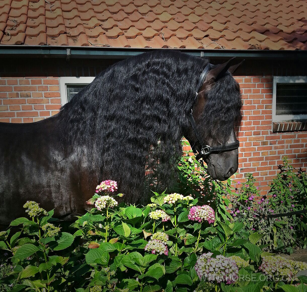 Hinne x Anton 6 jaar oud Friese hengst Z-dressuur 4foto.jpeg