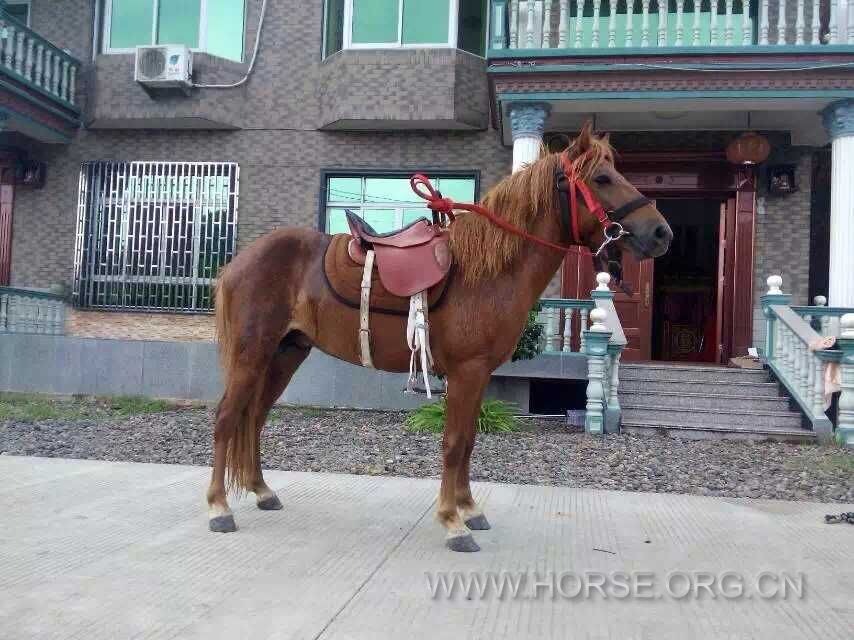 老总骑漂亮马_漂亮女生照片