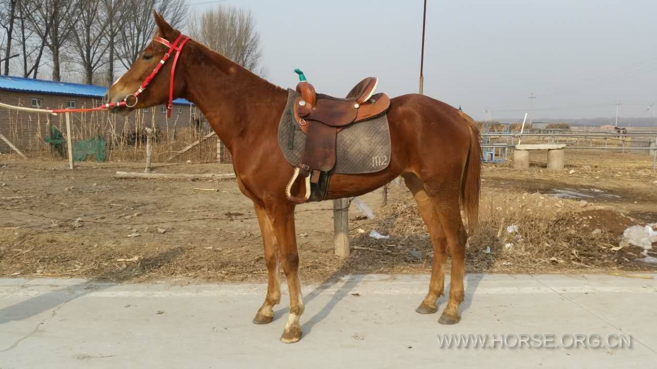 阿拉伯半血母马，身高1.52米，可以骑乘。