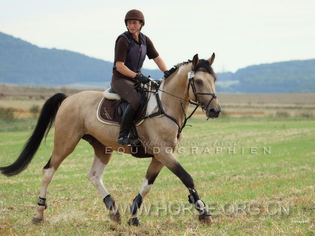 Paint-Palomino approved Stallion, 9 y old2.jpg