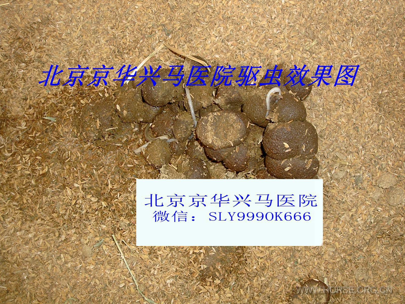 马的解剖 060_副本.jpg