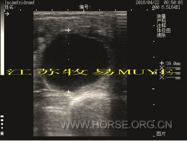 马的卵泡测量图像 拷贝.jpg