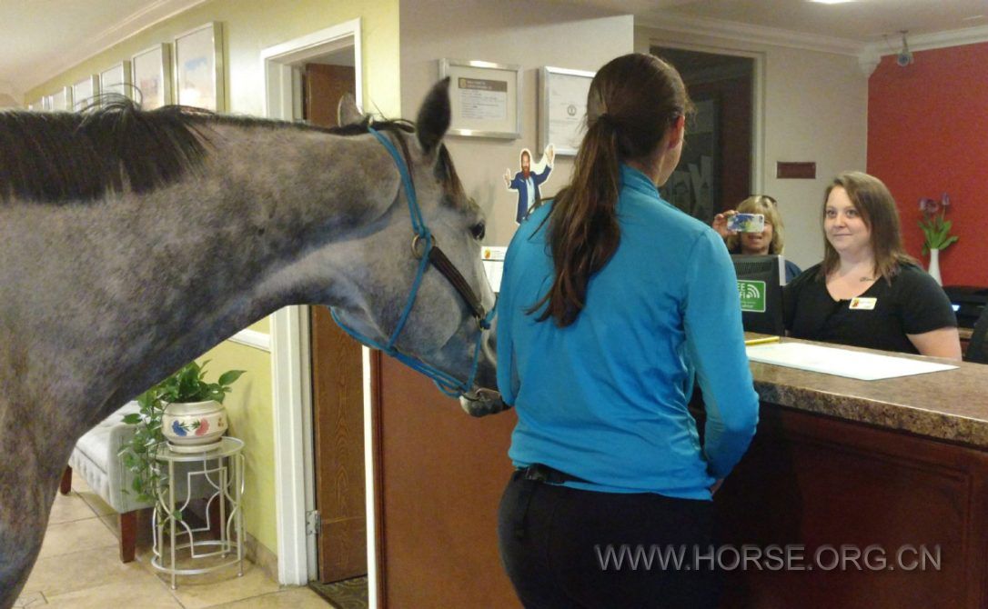 horse_front_desk.jpg.size-custom-crop.1086x0.jpg