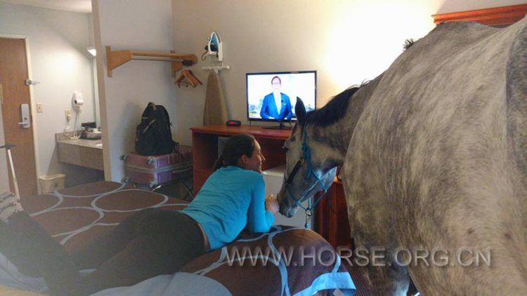 horse-in-hotel-750x422.jpg