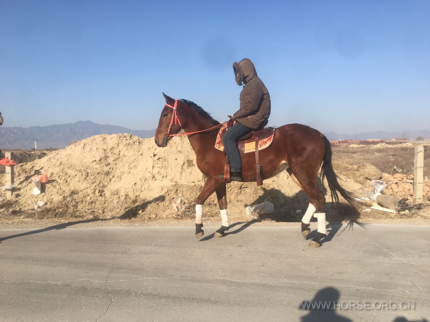 汗半年龄三岁温顺好骑