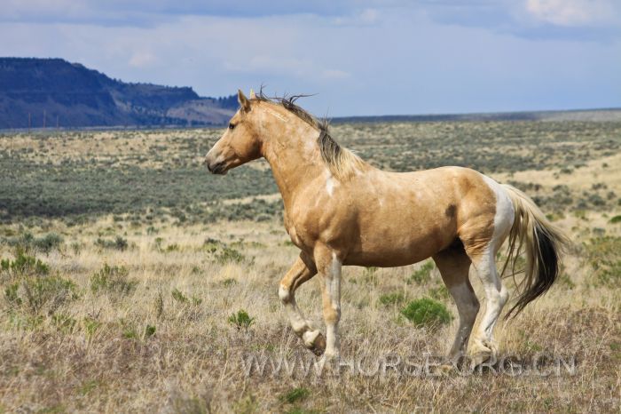 2012-september-october-1859-eastern-oregon-steens-mountains-gallery-wild-mustang.jpg