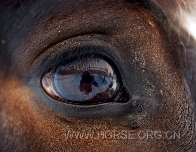 马的眼睛9.jpg