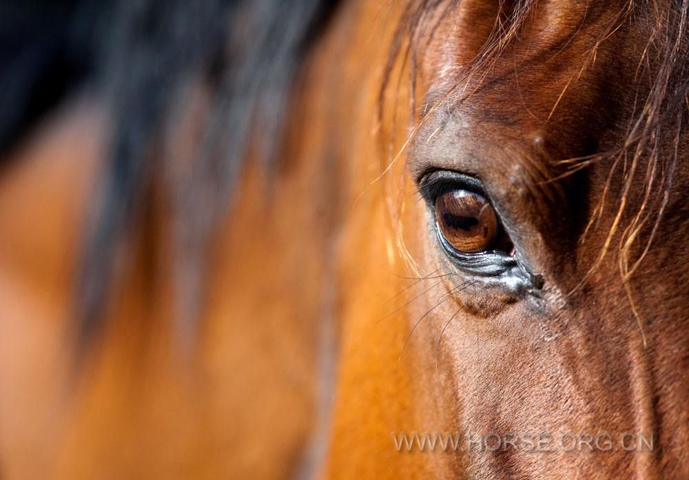 马的眼睛7.jpg