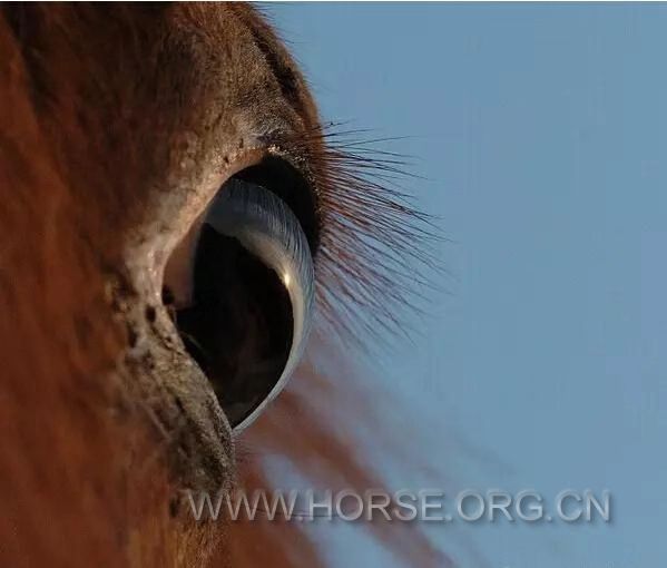 马的眼睛14.jpg