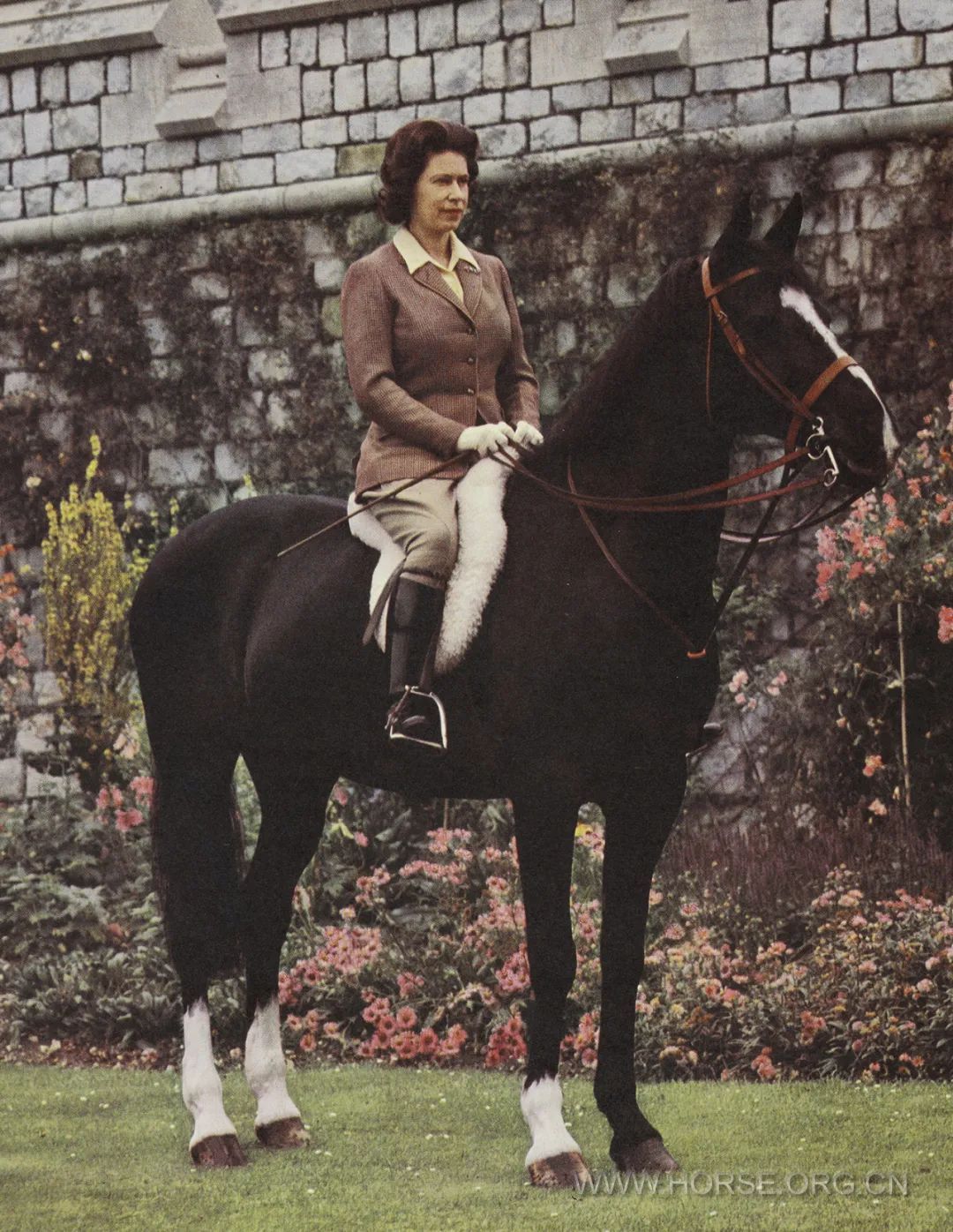 女王与马1.jpg