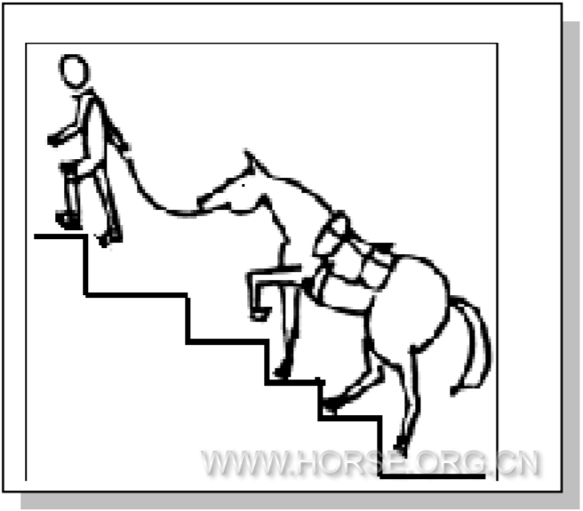 13、牵马慢步上台阶 IN-HAND STAIRCASE UP.png