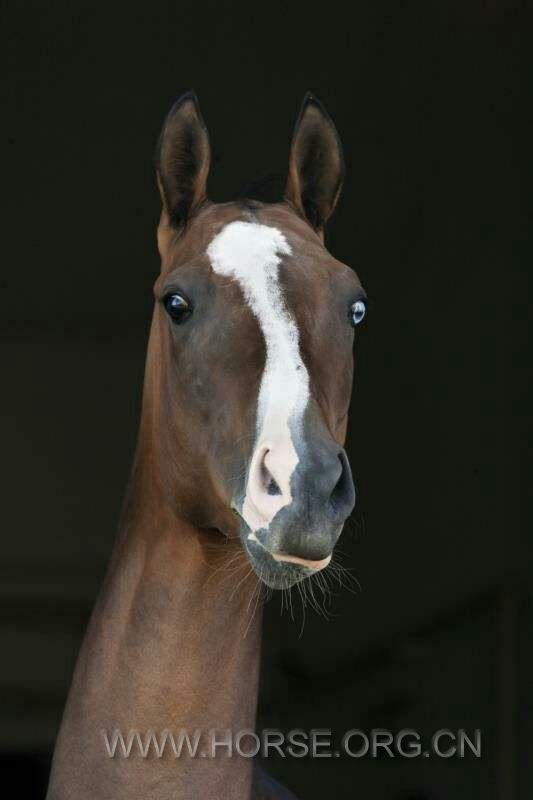 马的眼睛11.jpg