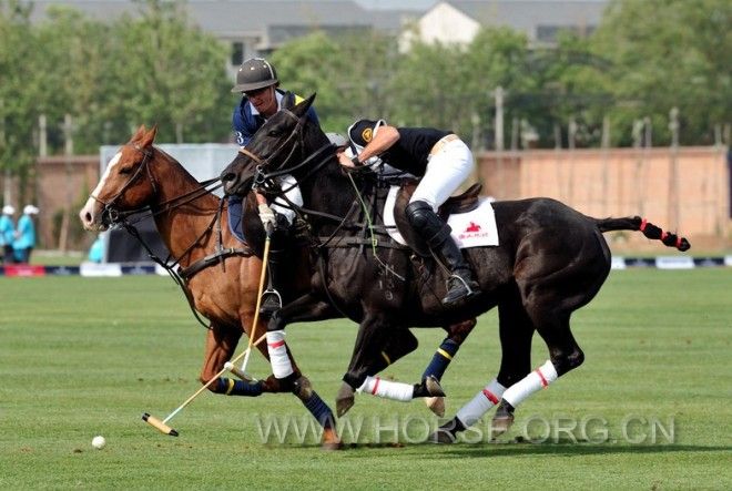 POLO.jpg