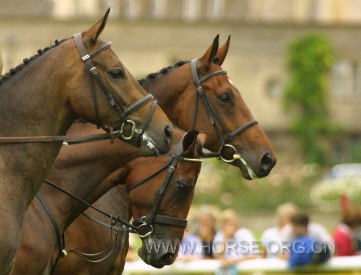 handsome horses.jpg