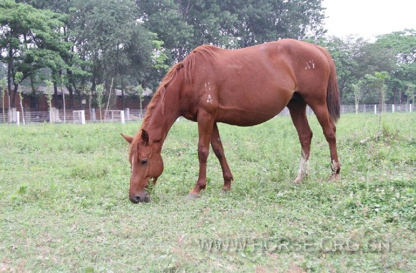 阿拉伯马与山丹马杂交后代