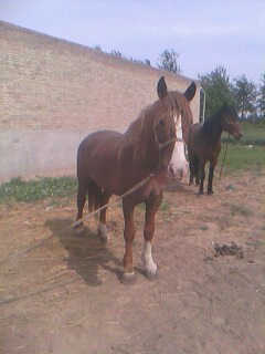 IMG0253A.jpg