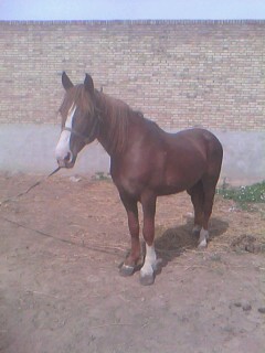 IMG0252A.jpg