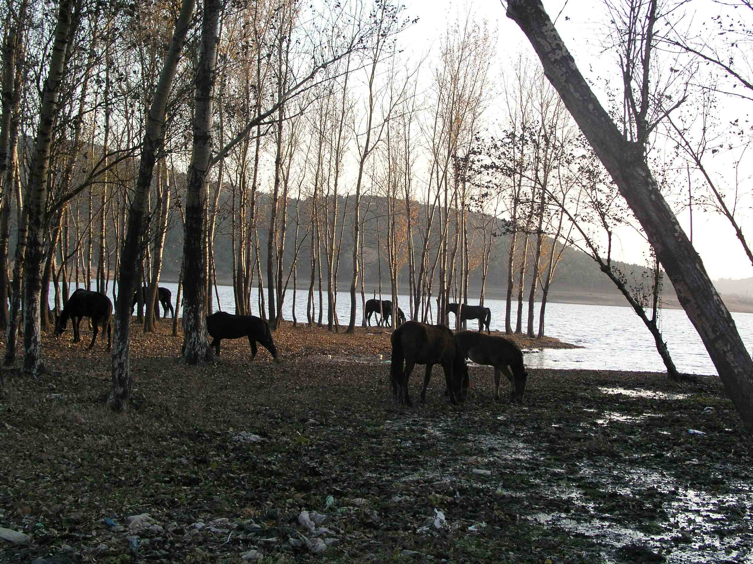 十月金秋  骑马观景