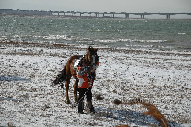 天漠雪地撒野系列：随意