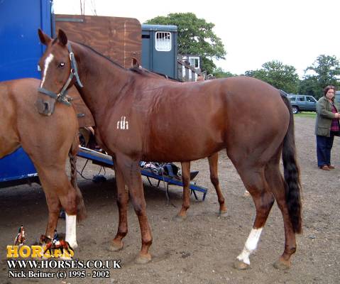 贼漂亮贼漂亮的horses