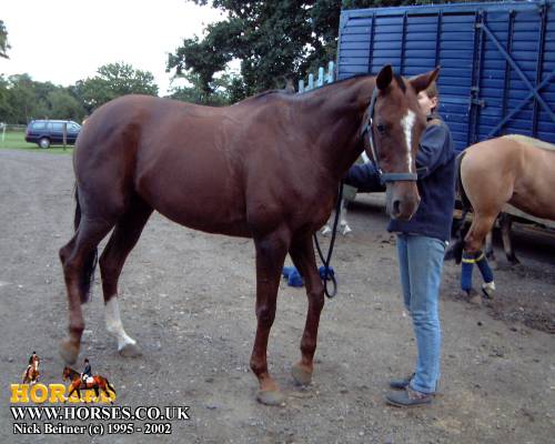 贼漂亮贼漂亮的horses