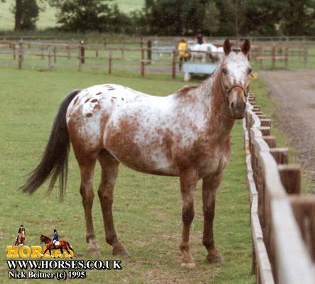 贼漂亮贼漂亮的horses