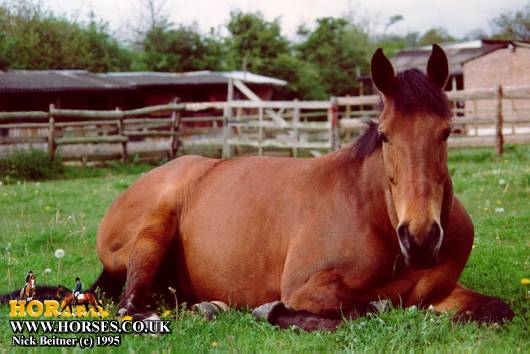 贼漂亮贼漂亮的horses