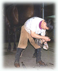 照顾马匹---如何钉蹄