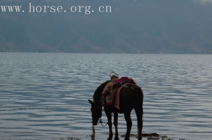 滇西北（中甸丽江泸沽湖）三人探险队－马不停蹄之5（环泸沽湖野骑）