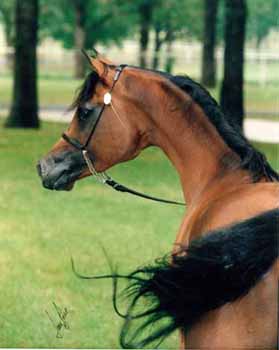 世界上最美的马是阿拉伯马