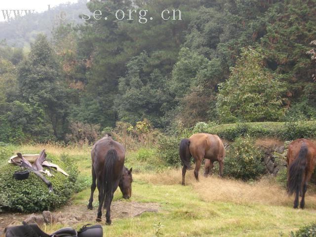 10月28日野骑