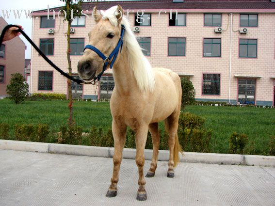 上海 出售英半血 \伊犁马\川马