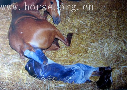 爱护你的马，照顾它一生(新增内容:二到四岁)