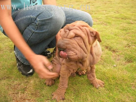 犬马声色之犬