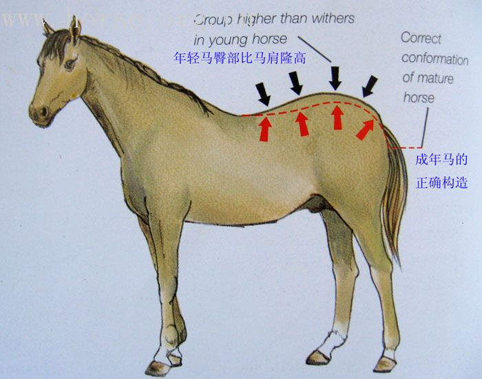 爱护你的马，照顾它一生(新增内容:二到四岁)