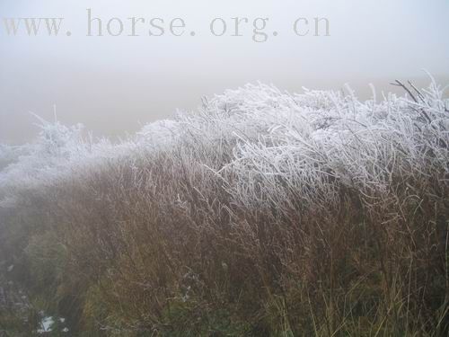 梁王山下雪了明天去看雪.