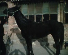 出售一匹黑马！~