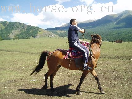 新疆喀纳肆骑马真爽！