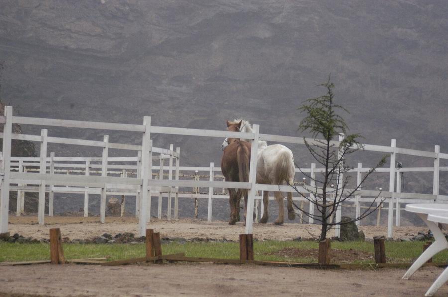 雾气蒙蒙飙马客