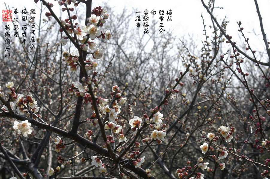梅花开了