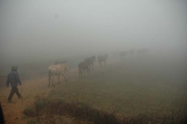 雾里看马