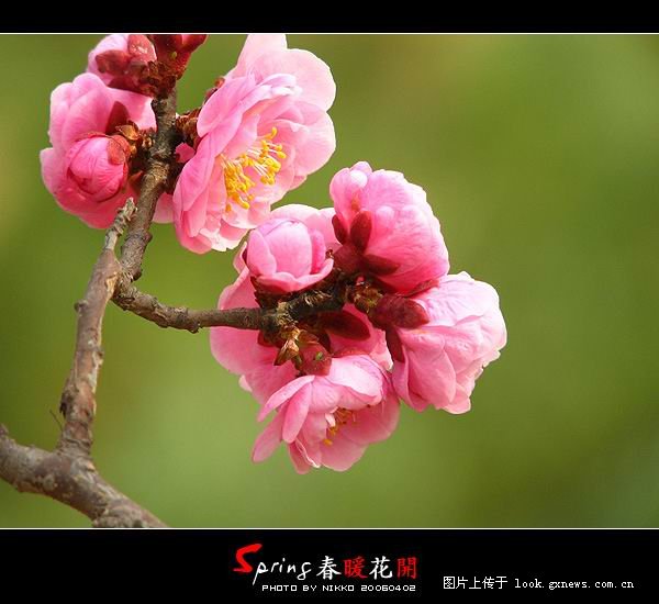 [风景]人间四月芳菲尽 山寺桃花始盛开！