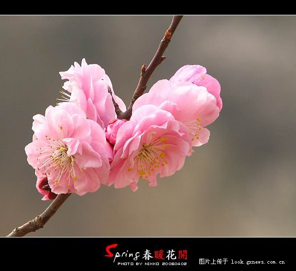 [风景]人间四月芳菲尽 山寺桃花始盛开！