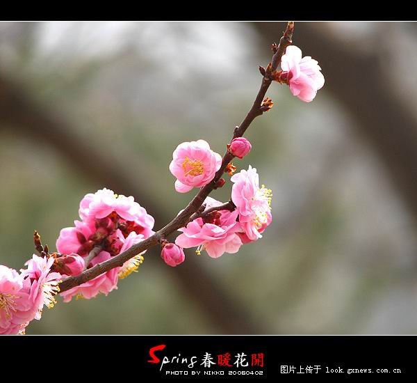 [风景]人间四月芳菲尽 山寺桃花始盛开！