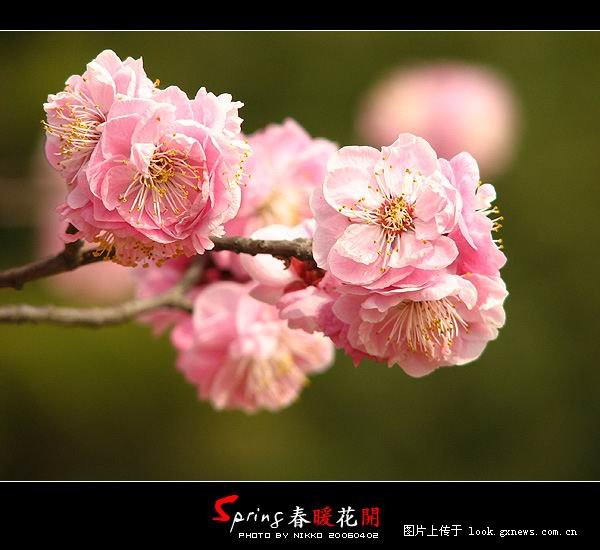 [风景]人间四月芳菲尽 山寺桃花始盛开！