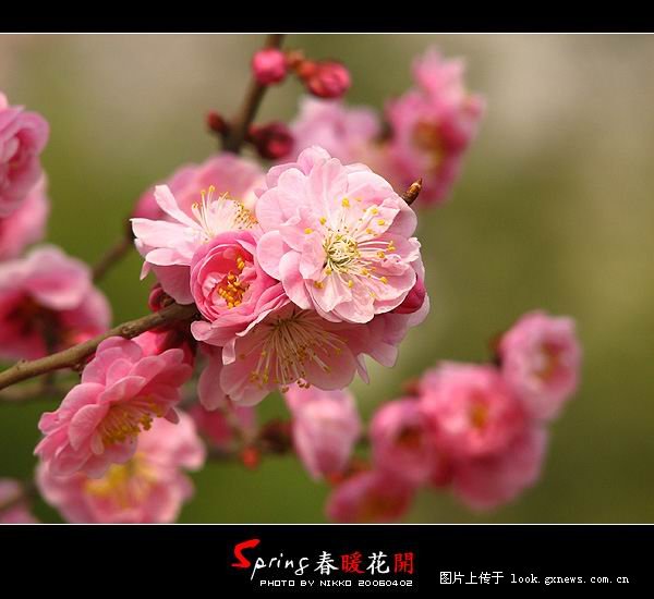 [风景]人间四月芳菲尽 山寺桃花始盛开！