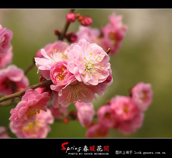 [风景]人间四月芳菲尽 山寺桃花始盛开！