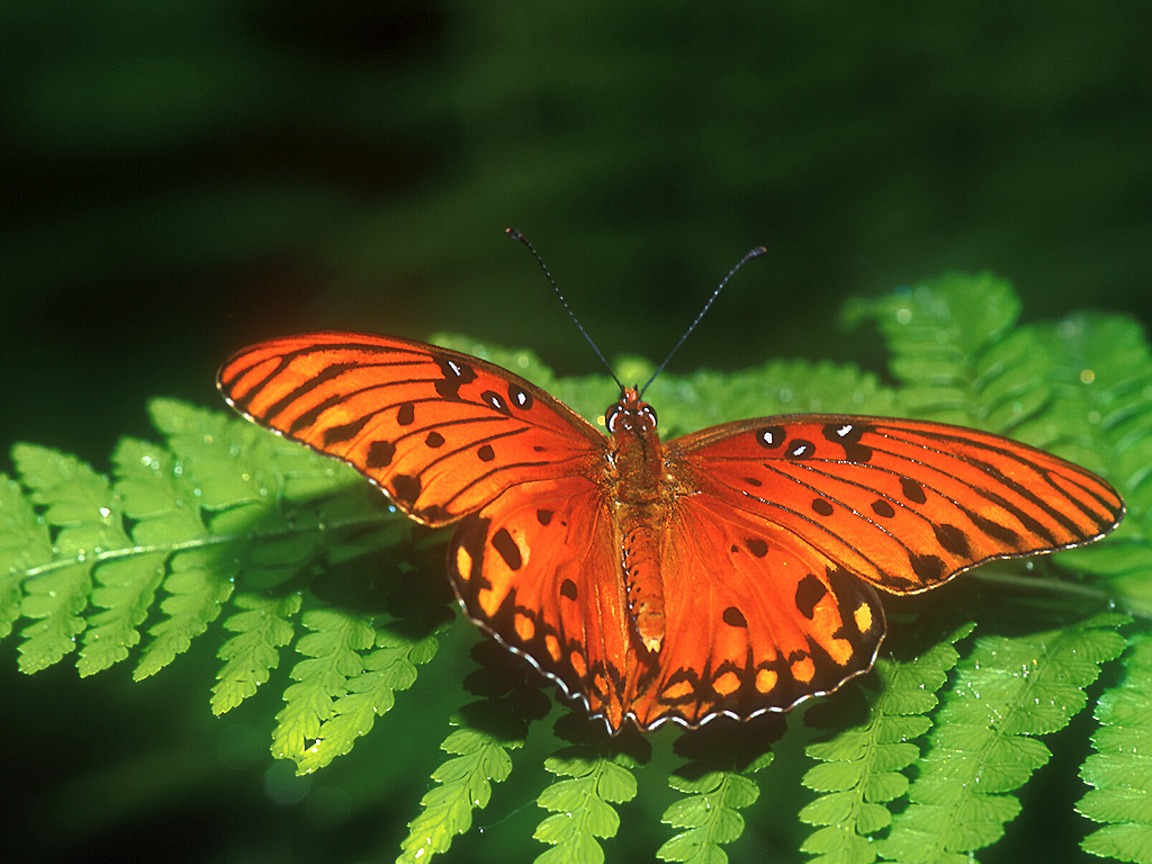 [动物]很少见到的世界珍稀蝴蝶！