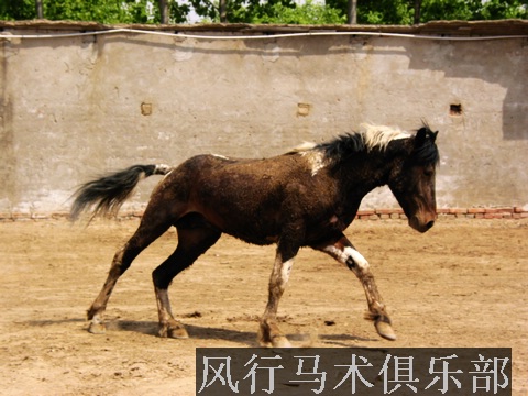 五一长假终于到了，温渝河骑马烧烤!