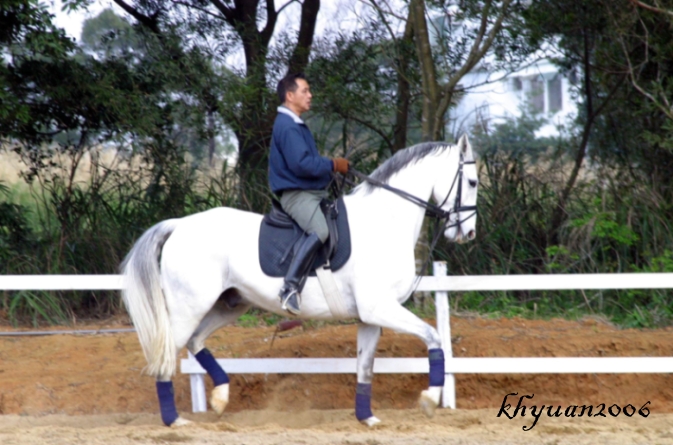 Dressage馬場馬術“深情的培養”